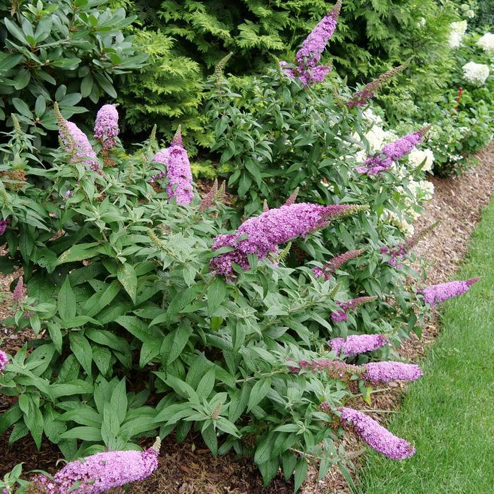 Buddleia Pugster Pinker&reg; Pugster Pinker&reg;
