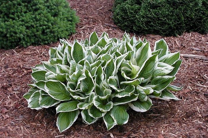 Hosta undulata Albo-marginata