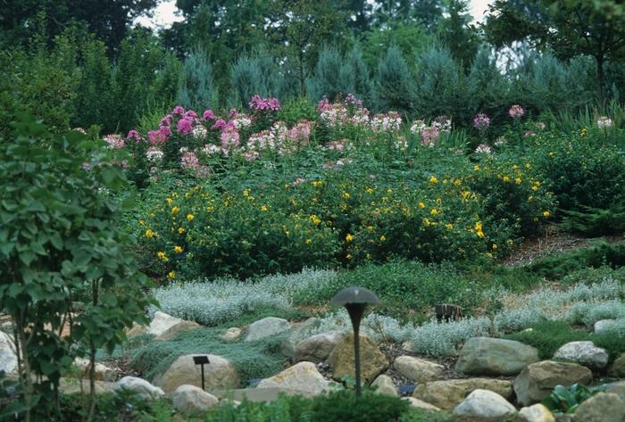 Hypericum frondosum Sunburst