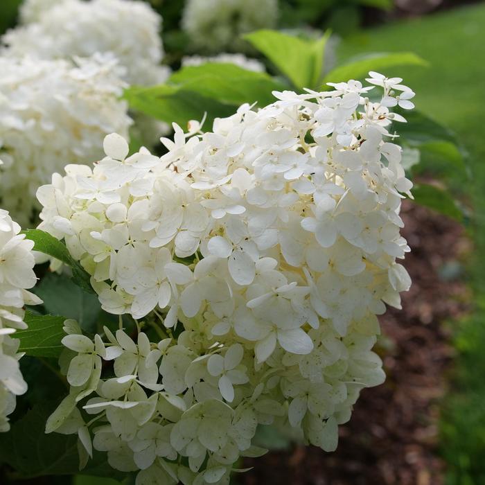 Hydrangea paniculata Puffer Fish&reg;