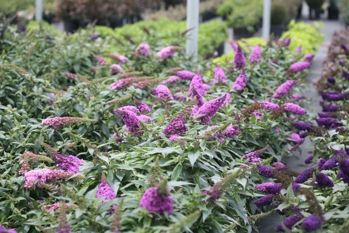 Buddleia Pugster Periwinkle&reg;