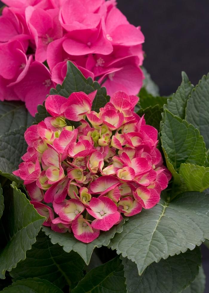 Hydrangea macrophylla Cityline&reg; Paris