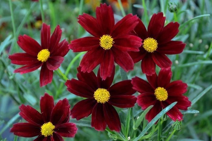 Coreopsis L'il Bang&trade; Red Elf