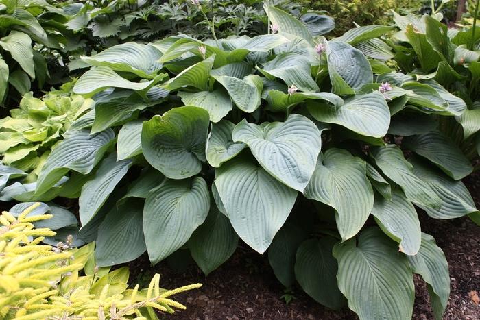 Hosta Shadowland&reg; Empress Wu