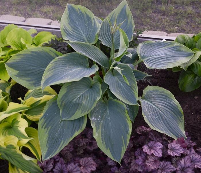Hosta Shadowland&reg; Wu-La-La
