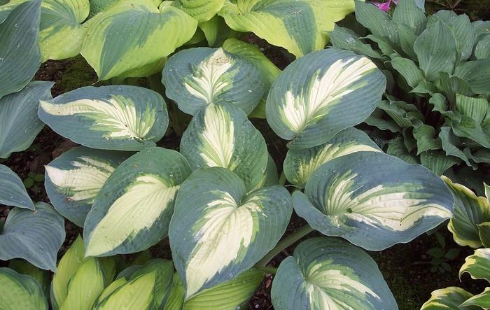 Hosta Shadowland&reg; Hudson Bay