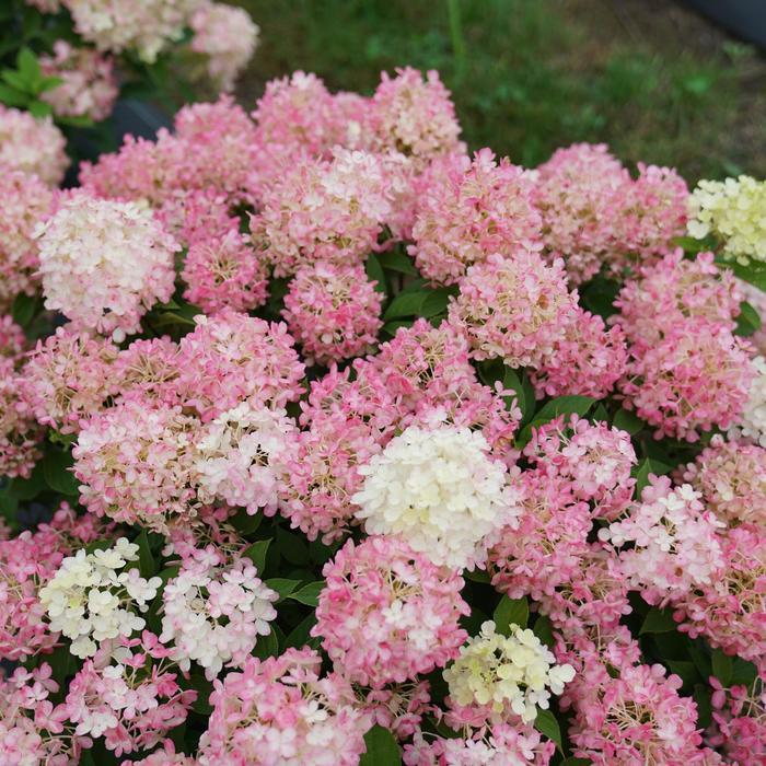 Hydrangea paniculata Fire Light Tidbit&reg;
