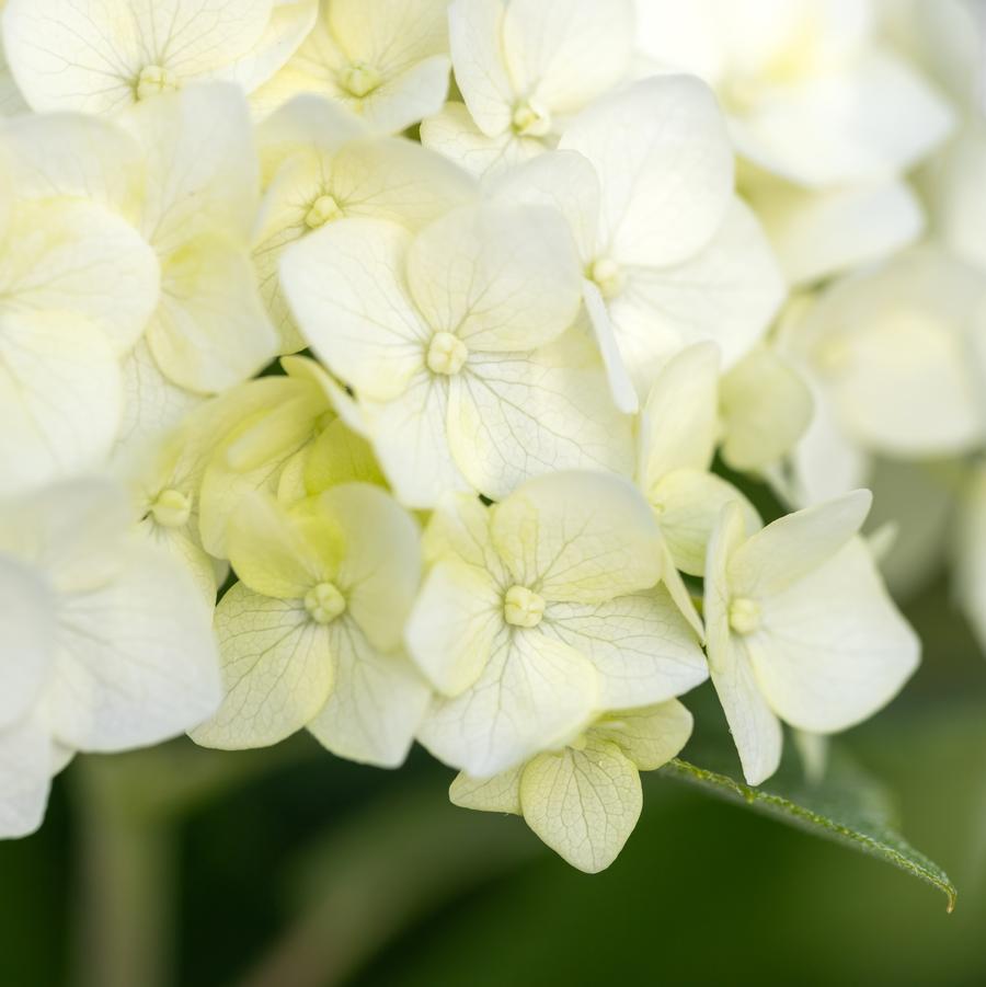 Hydrangea arborescens 'FlowerFull™' - Flowerfull White Hydrangea from Great Lakes Landscape Supply