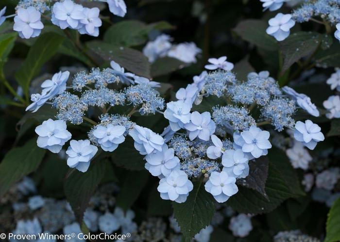 Hydrangea serrata Tiny Tuff Stuff&trade;