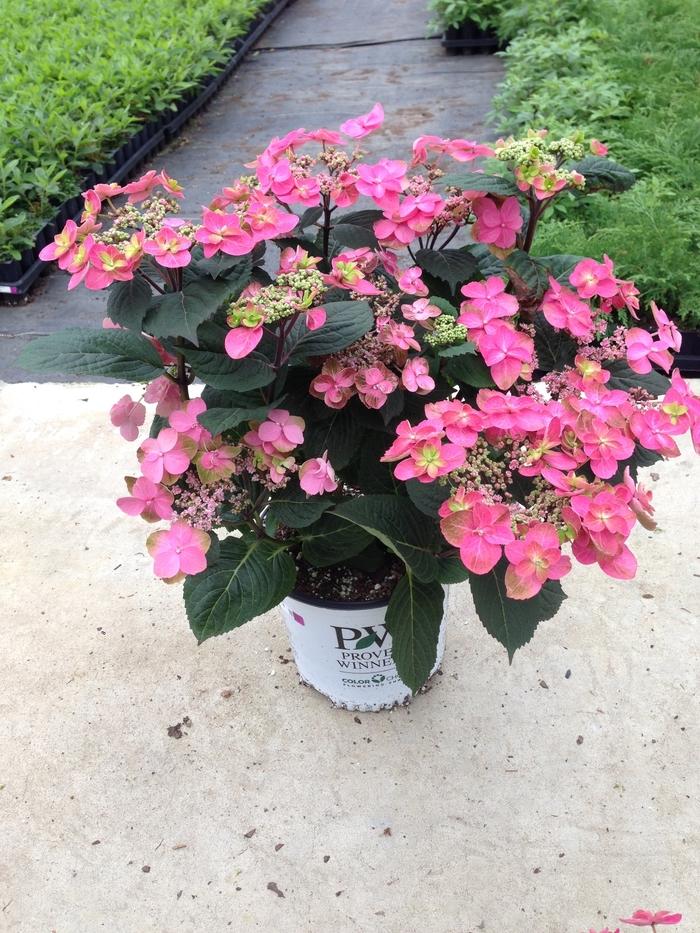 Hydrangea serrata Tuff Stuff&trade; Red