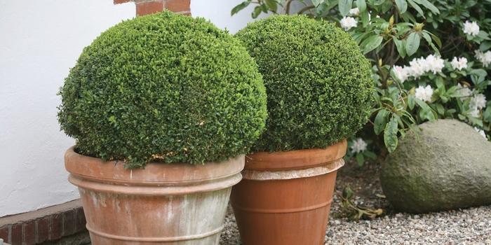Buxus microphylla Sprinter&reg;