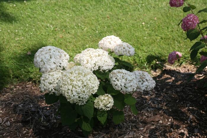 Hydrangea arborescens Invincibelle Wee White&reg; 