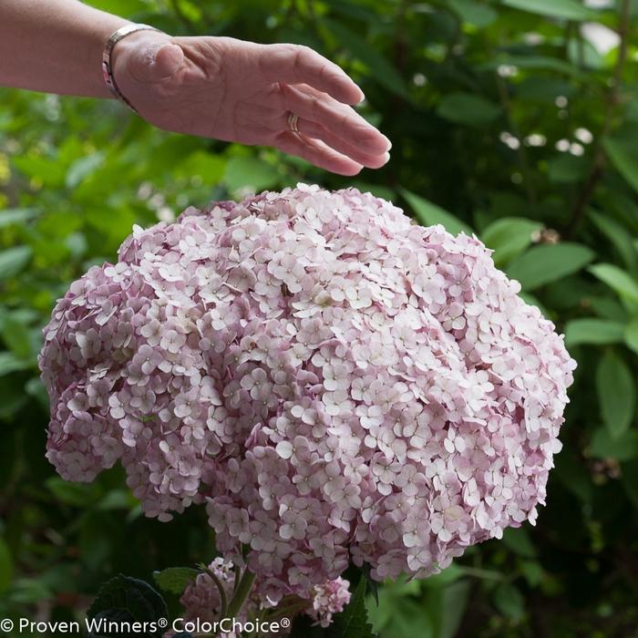 Hydrangea arborescens Incrediball&reg; Blush