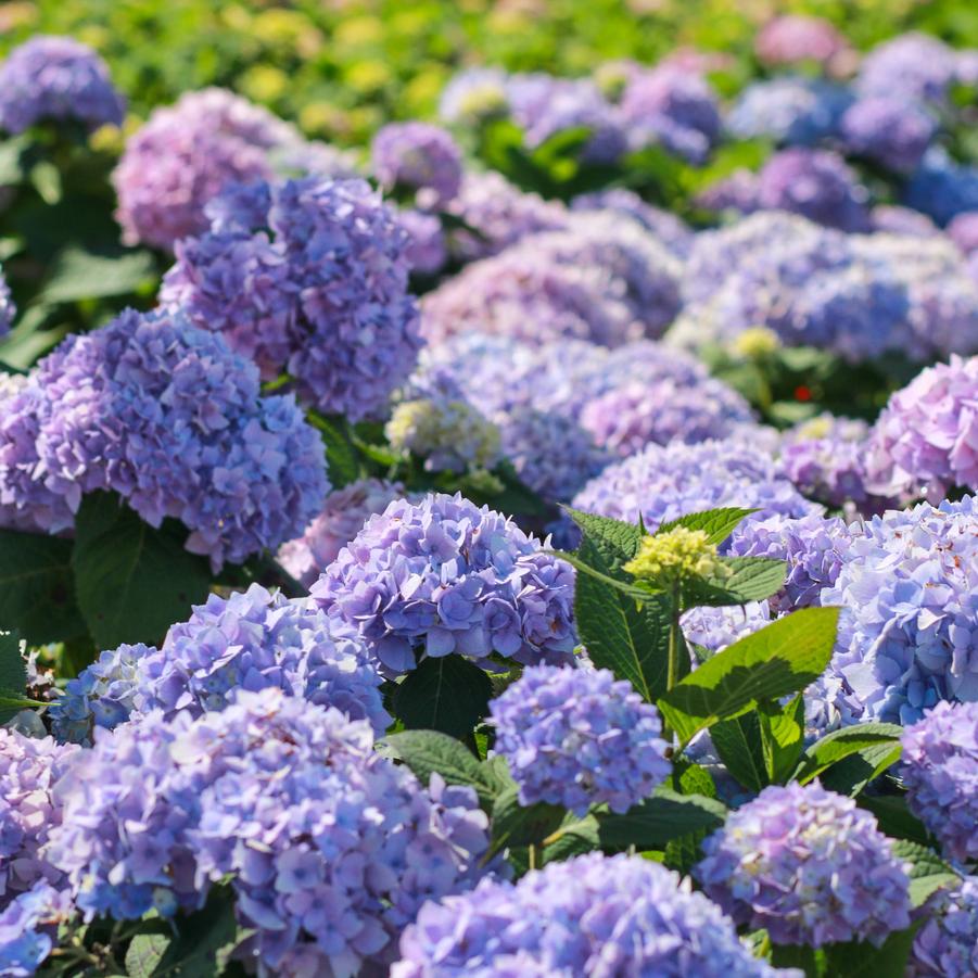 Hydrangea macrophylla ''Bailmer'' - from Great Lakes Landscape Supply