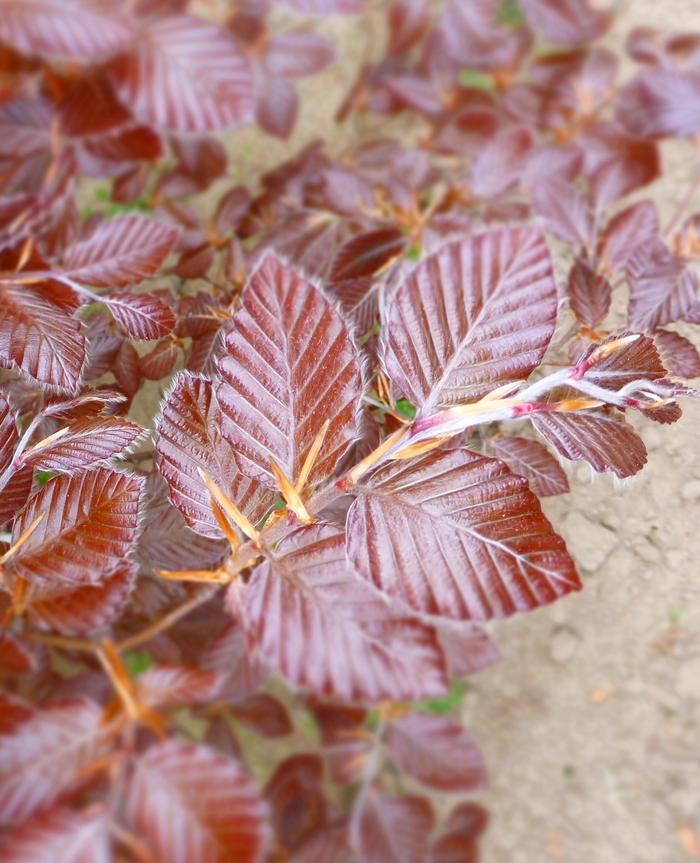 Fagus sylvatica Purpurea (Atropurpurea)