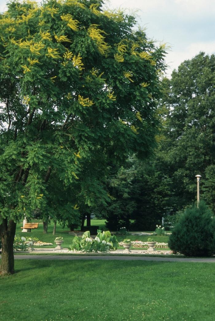 Koelreuteria paniculata 