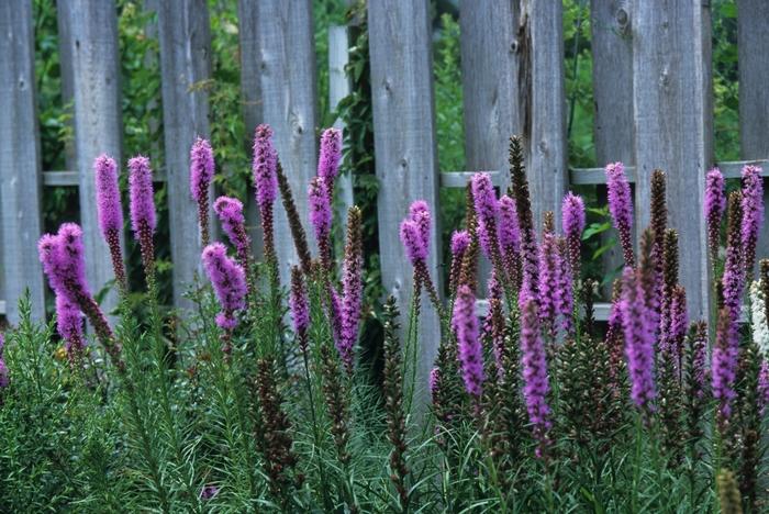 Liatris spicata 