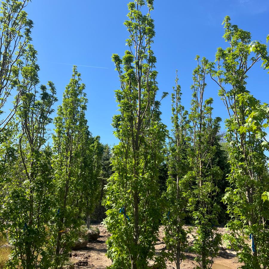 Liquidambar styraciflua 'Slender Silhouette' - Sweet Gum from Great Lakes Landscape Supply