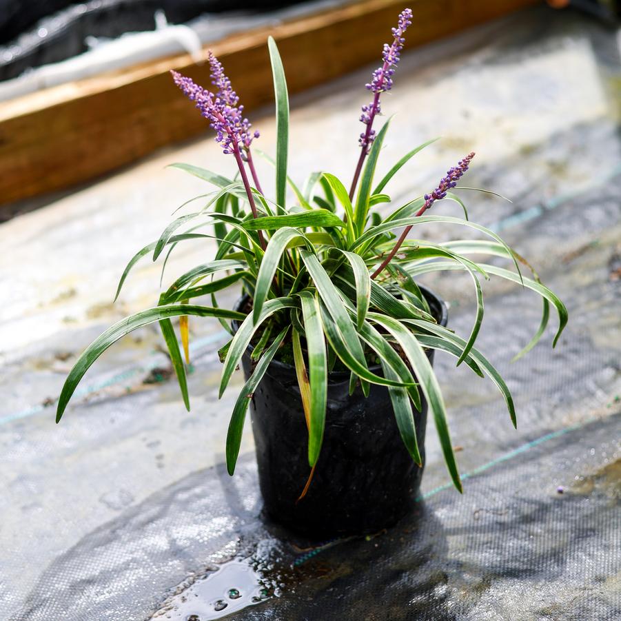 Liriope muscari 'Silvery Sunproof' - Lily-turf from Great Lakes Landscape Supply