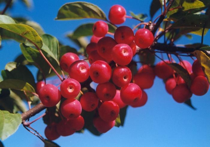 Malus floribunda 