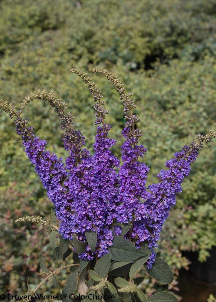 Buddleia Lo & Behold&reg; Blue Chip Jr.