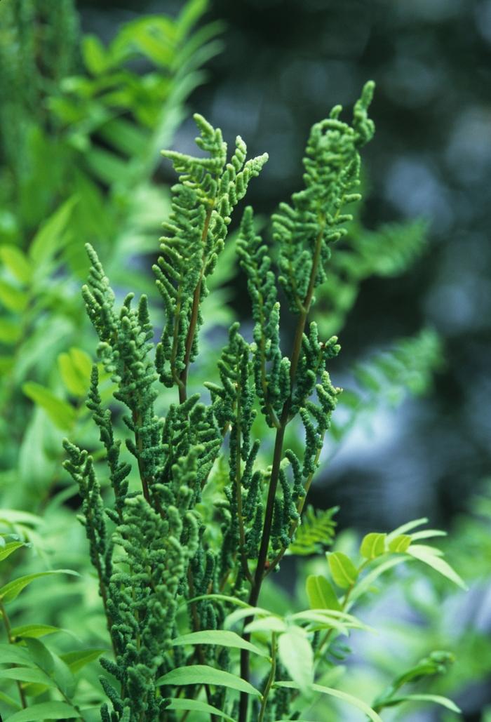 Osmunda regalis 