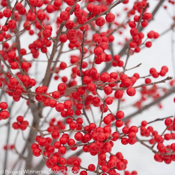 Ilex verticillata Berry Poppins&reg;