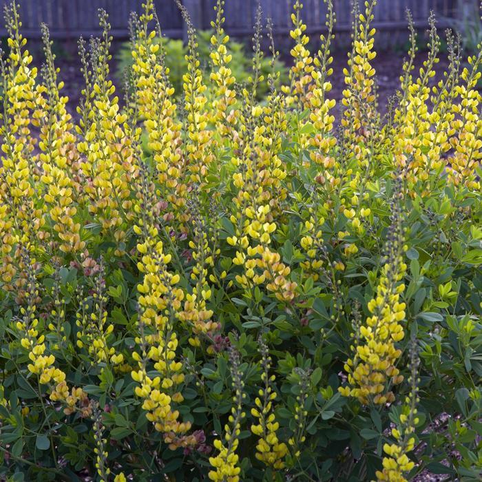 Baptisia Prairieblues&trade; Solar Flare