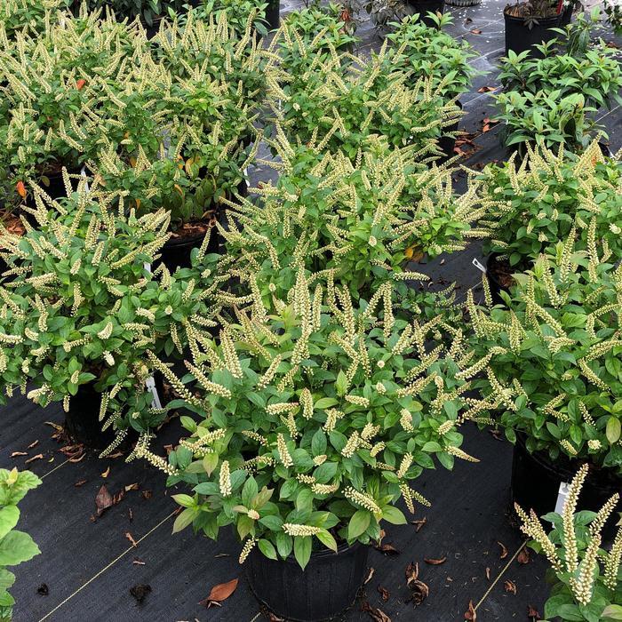 Itea virginica Fizzy Mizzy&reg;