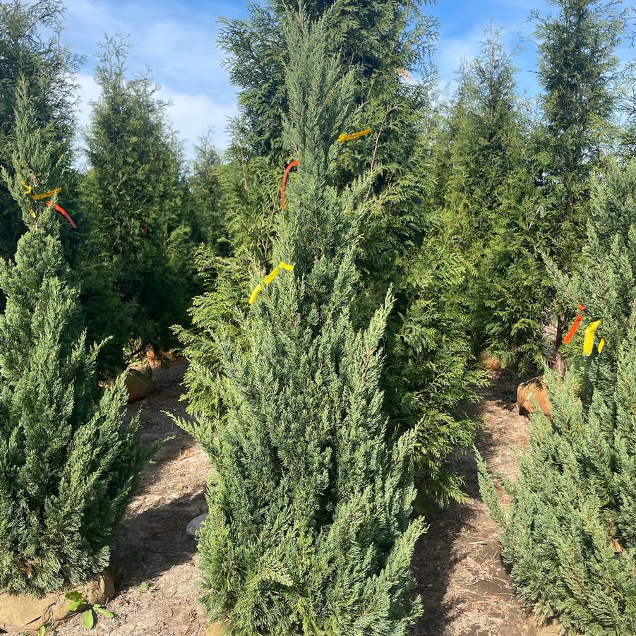Juniperus chinensis 'Blue Point' - Chinese Juniper from Great Lakes Landscape Supply
