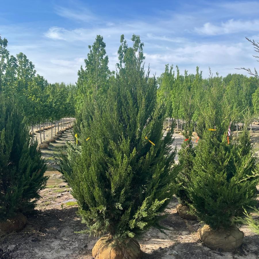 Juniperus chinensis 'Spartan' - Juniper from Great Lakes Landscape Supply