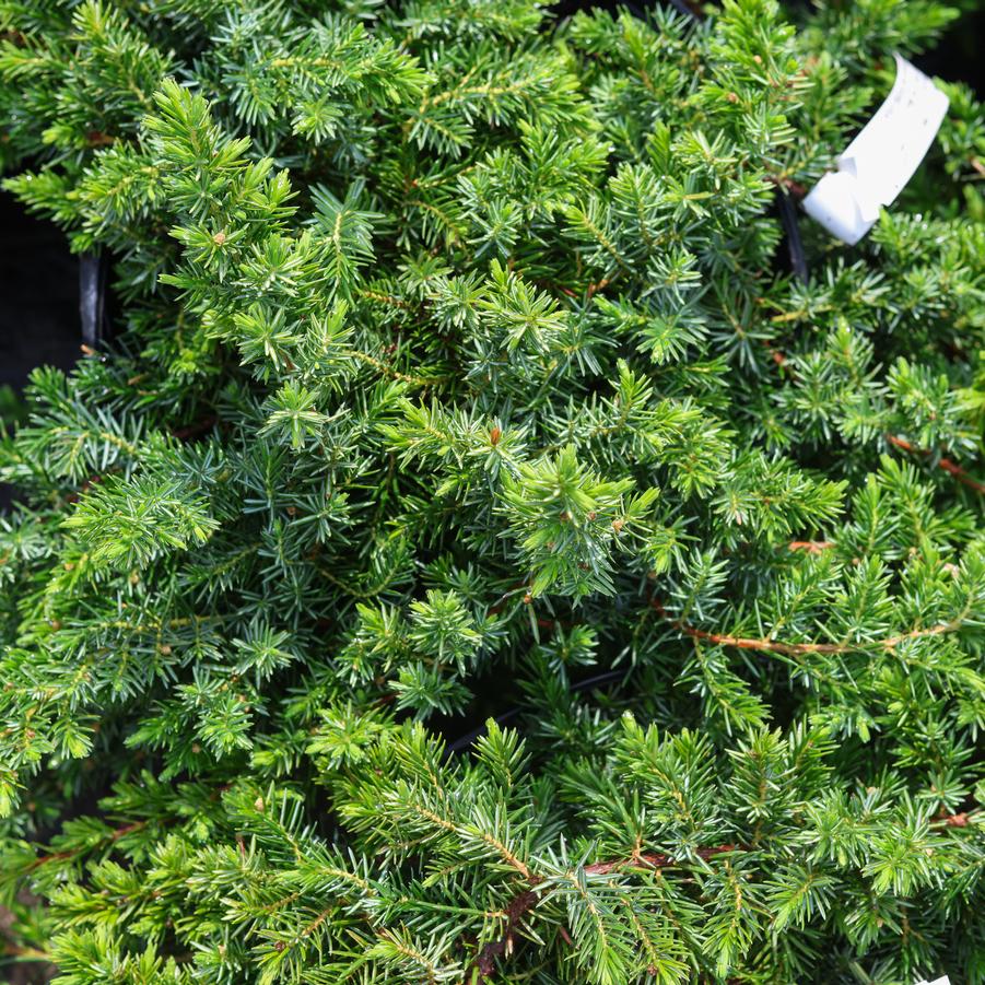 Juniperus conferta 'Blue Pacific' - Juniper from Great Lakes Landscape Supply