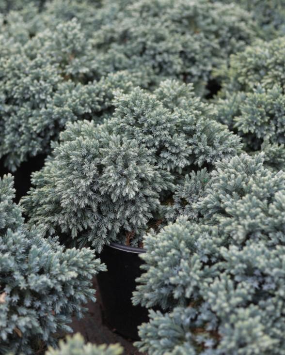 Juniperus squamata 'Blue Star' - Juniper from Great Lakes Landscape Supply