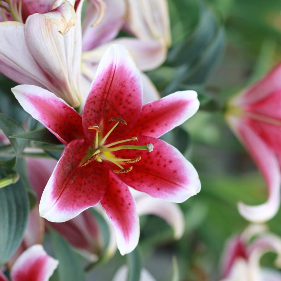 Lilium 'Star Gazer' - Oriental Lily from Great Lakes Landscape Supply