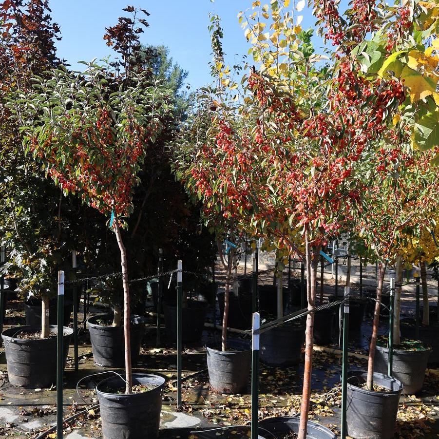 Malus 'Adirondack' - Crabapple from Great Lakes Landscape Supply