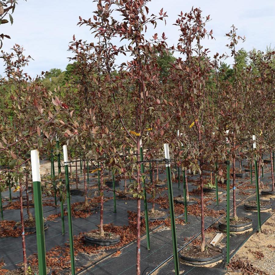 Malus 'Royal Rain Drops' - Crabapple from Great Lakes Landscape Supply