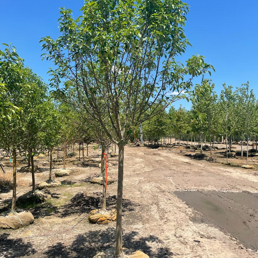 Malus 'Spring Snow' - Crabapple from Great Lakes Landscape Supply