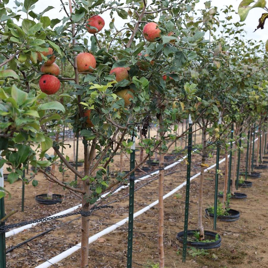 Malus domestica 'Honeycrisp' - Apple from Great Lakes Landscape Supply