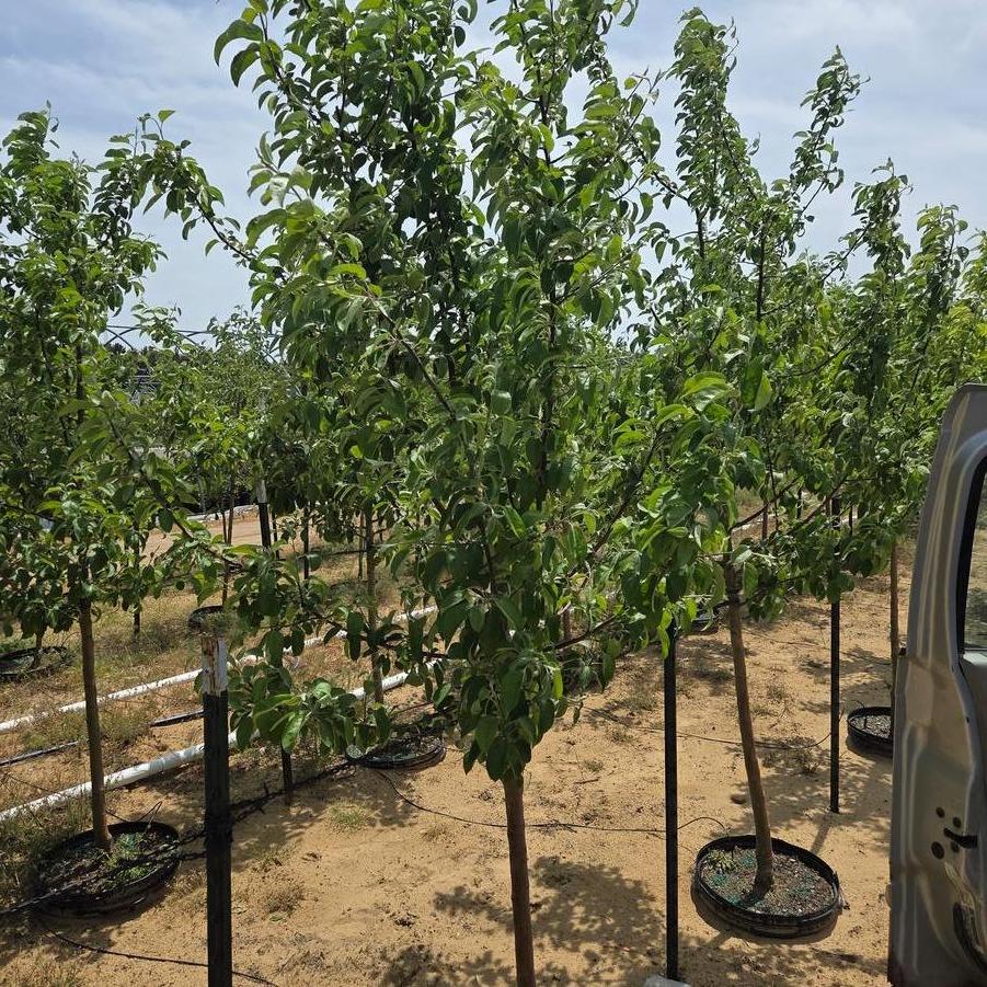 Malus domestica 'McIntosh' - Apple from Great Lakes Landscape Supply