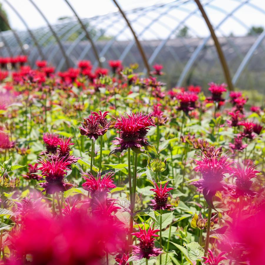 Monarda 'Raspberry Wine' - Bee Balm from Great Lakes Landscape Supply