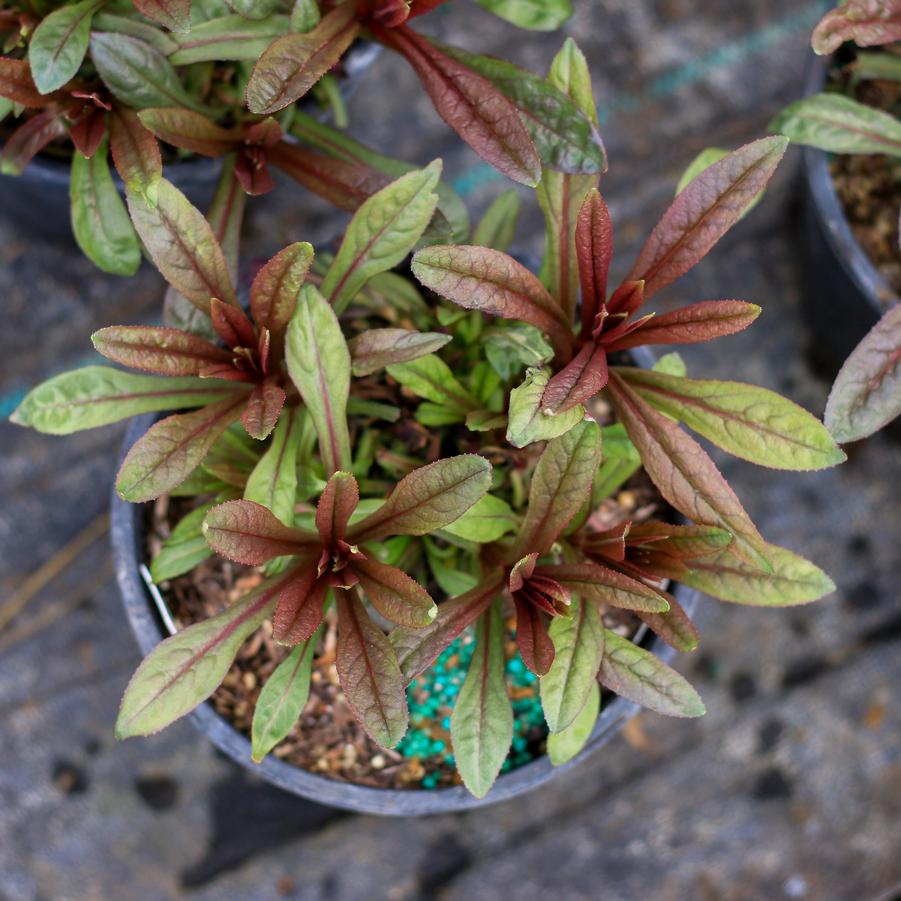 Ophiopogon planiscapus 'Black Beard' - Black Mondo Grass from Great Lakes Landscape Supply