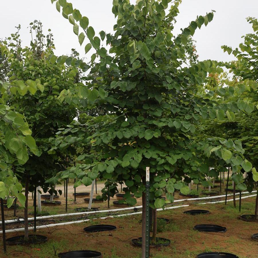 Cercis canadensis - Eastern Redbud from Great Lakes Landscape Supply