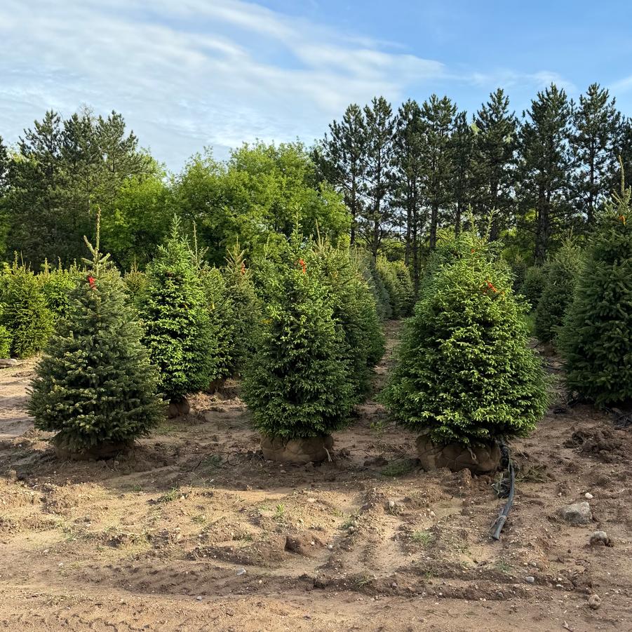 Picea glauca 'Densata' - Black Hills Spruce from Great Lakes Landscape Supply