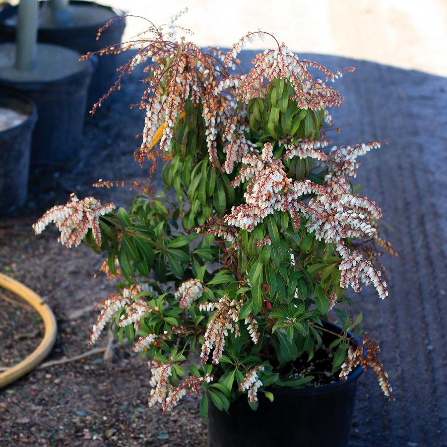Pieris japonica 'Mountain Fire' - Pieris from Great Lakes Landscape Supply