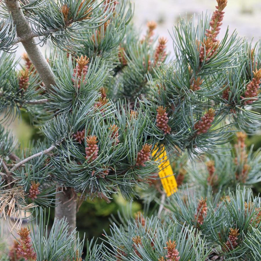 Pinus parviflora 'Glauca' - Japanese White Pine from Great Lakes Landscape Supply