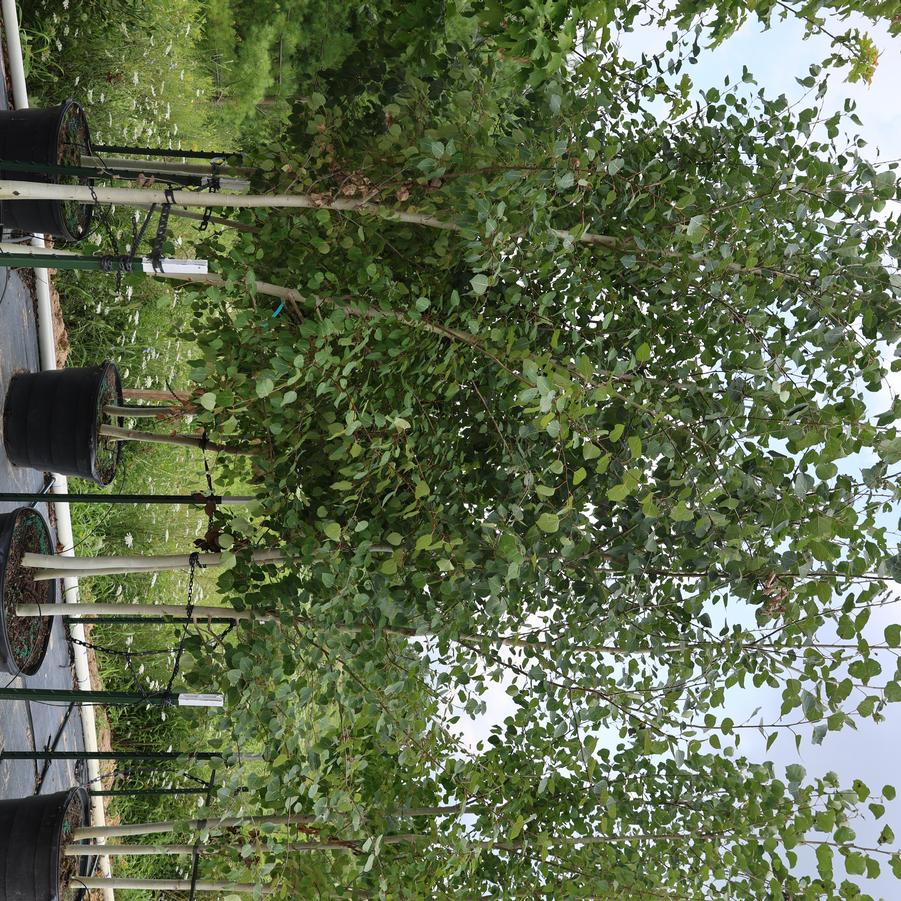 Populus tremuloides - Quaking Aspen from Great Lakes Landscape Supply