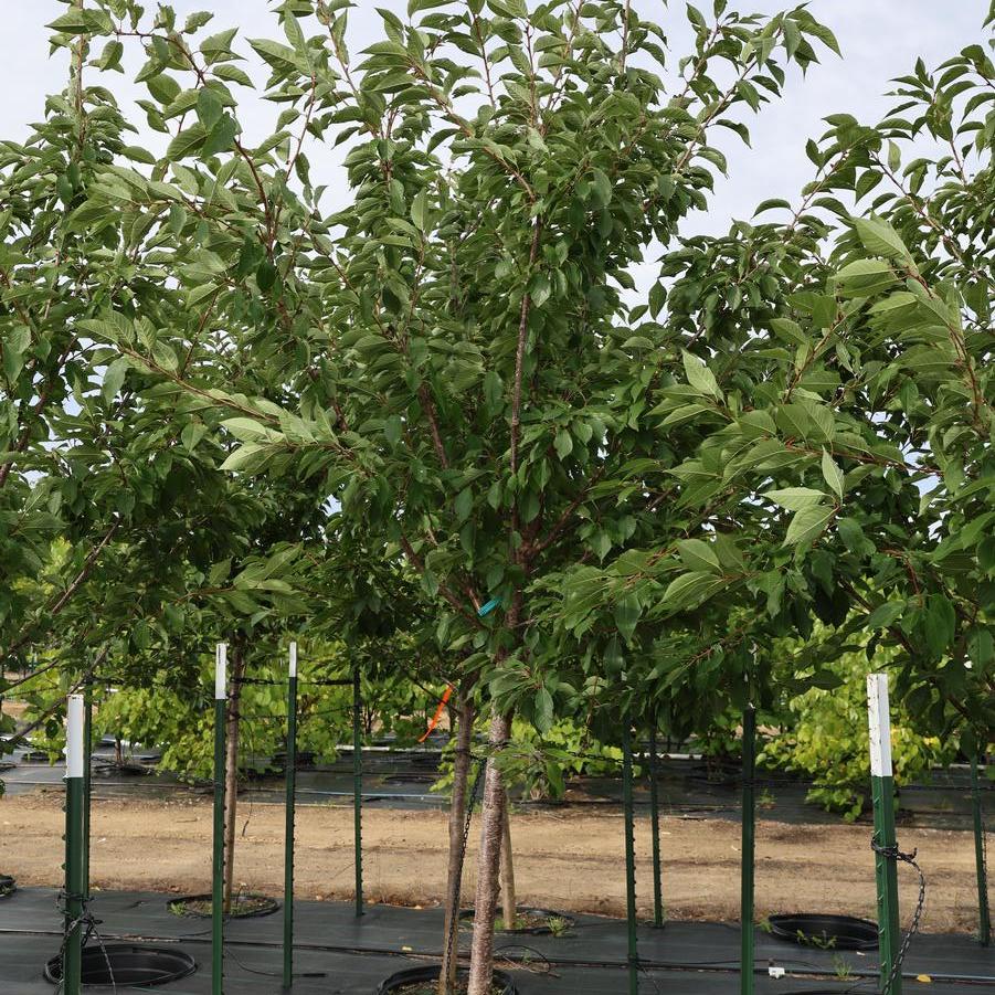 Prunus serrulata 'Kwanzan' - Flowering Cherry from Great Lakes Landscape Supply