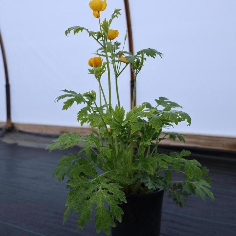 Stylophorum diphyllum - Celandine Poppy from Great Lakes Landscape Supply