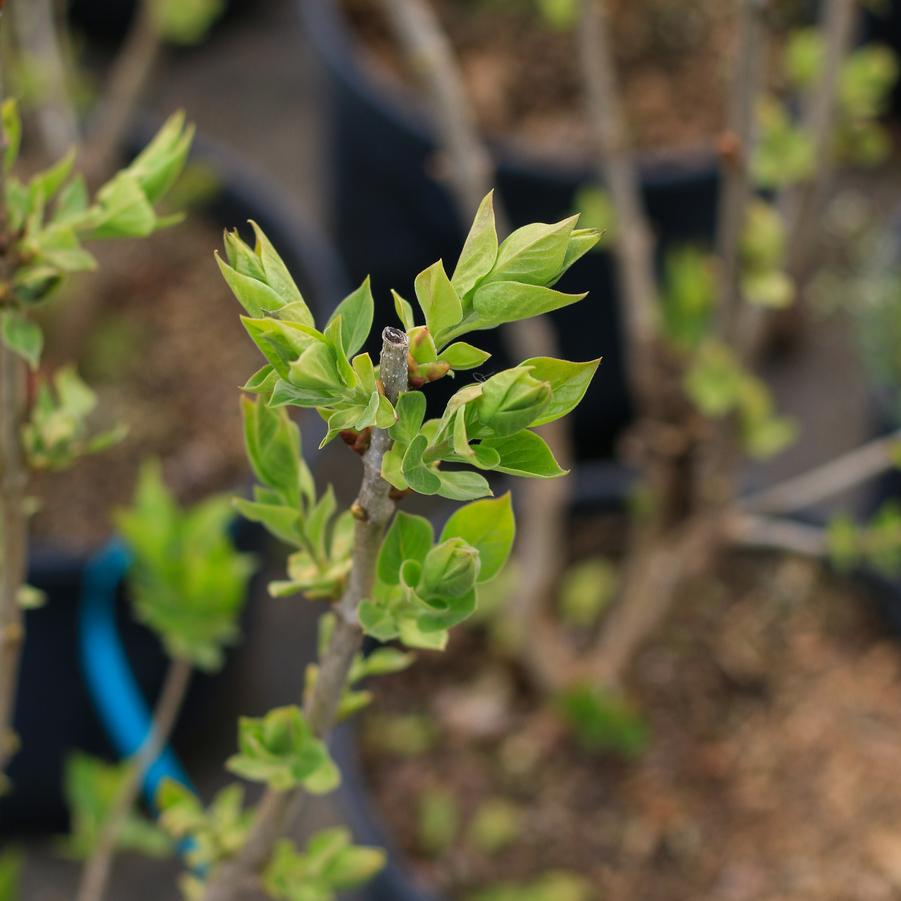 Syringa vulgaris 'Charles Joly' - Lilac from Great Lakes Landscape Supply