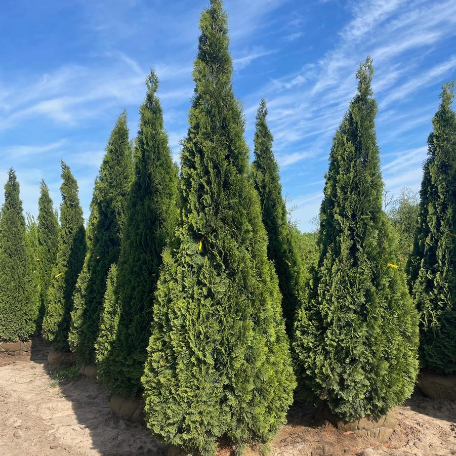 Thuja occidentalis 'Emerald' - Emerald Green Arborvitae from Great Lakes Landscape Supply
